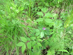 Vicia venosa