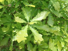 Quercus prinoides