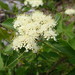 Viburnum cassinoides - Photo (c) chris buelow, μερικά δικαιώματα διατηρούνται (CC BY-NC), uploaded by chris buelow