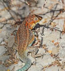 Zapallaren Tree Iguana photo 3