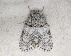 Acronicta retardata