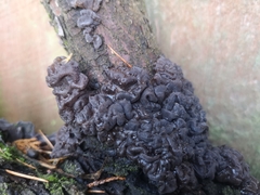 Exidia novozealandica