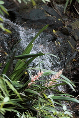 Helmholtzia glaberrima