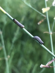 Crioceris asparagi
