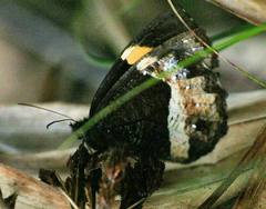 Pedaliodes pelinna