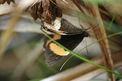 Pedaliodes pelinna