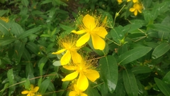 Hypericum monogynum