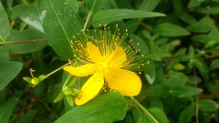 Hypericum monogynum