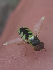 Odontomyia cincta
