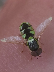 Odontomyia cincta