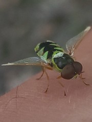 Odontomyia cincta