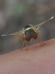 Odontomyia cincta