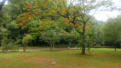 Delonix regia