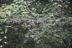 Cercopithecus mitis kolbi