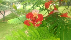 Delonix regia