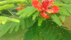 Delonix regia