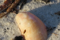 Crepidula fornicata image