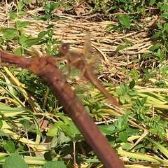 Libellula saturata