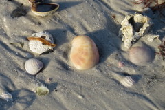 Crepidula fornicata image