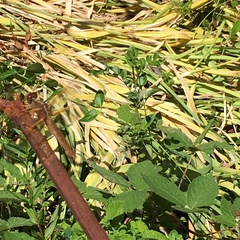 Libellula saturata