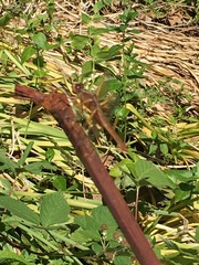 Libellula saturata