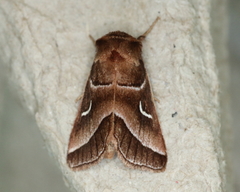 Fagitana littera