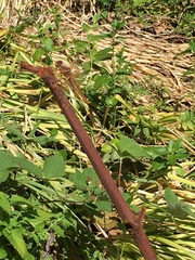 Libellula saturata