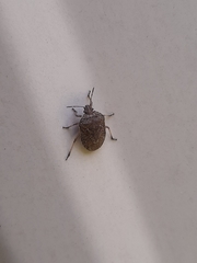 Hymenarcys nervosa