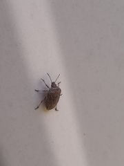 Hymenarcys nervosa