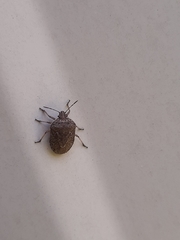 Hymenarcys nervosa
