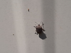 Hymenarcys nervosa