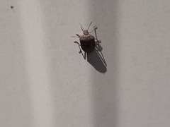Hymenarcys nervosa
