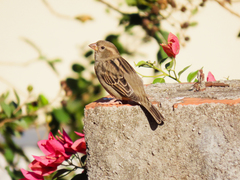 Passer domesticus
