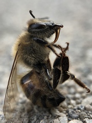 Apis mellifera