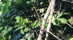 Sporophila angolensis