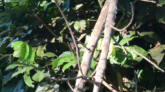 Sporophila angolensis