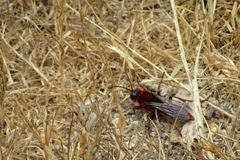 Sphex latreillei