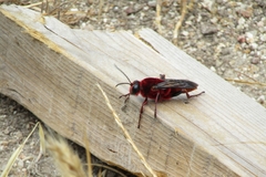 Sphex latreillei