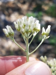 Antennaria argentea