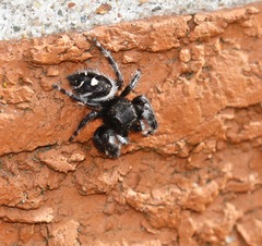Phidippus audax