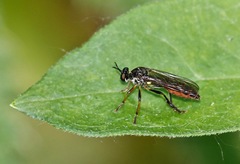 Dioctria hyalipennis