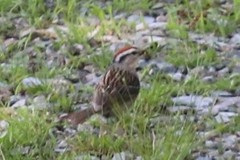 Spizella passerina passerina