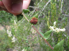 Euphydryas chalcedona