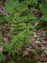 Dryopteris × uliginosa
