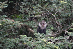 Cercopithecus mitis kolbi