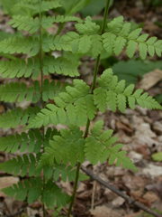 Dryopteris × uliginosa