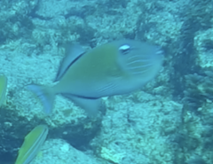 Xanthichthys mento