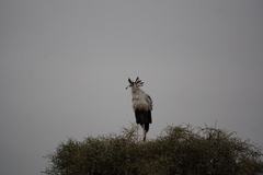 Sagittarius serpentarius