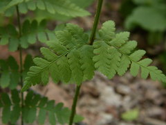 Dryopteris × uliginosa