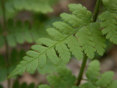 Dryopteris × uliginosa